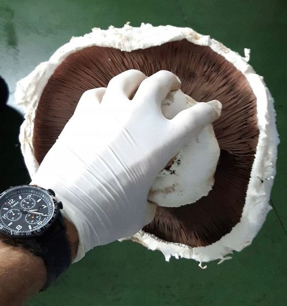 3 Faza Grzybnia Pieczarki Zestaw XL + gratis 6w1 zdjęcie 11