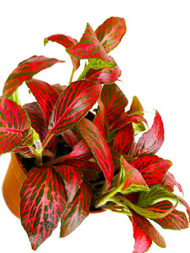 FITTONIA RED ANGEL 12cm na Arena.pl