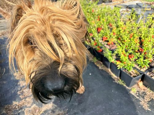 Pigwowiec pośredni 'Clementine' Pomarańczowe kwiaty (Chaenomeles superba) na Arena.pl