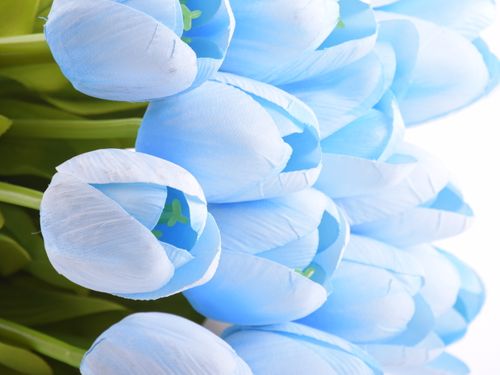 Tulipan 55cm błękitny na Arena.pl