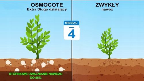 SUBSTRAL OSMOCOTE IGLAK 4,5kg NAWÓZ 2w1 TUJE na Arena.pl