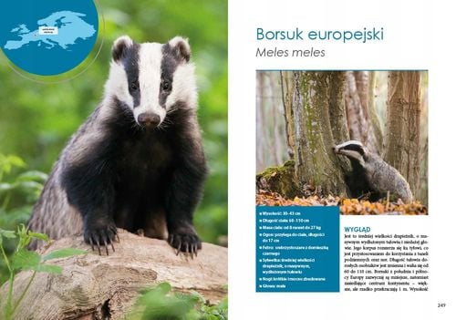 Ssaki drapieżne Europy na Arena.pl
