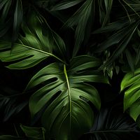 Plakat 70x70cm Zielony Szept