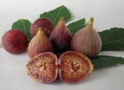 Figa figowiec sadzonki owocują 40-60cm C2 na Arena.pl