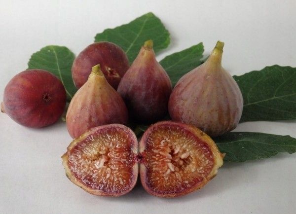 Figa figowiec sadzonki owocują 40-60cm C2 zdjęcie 6