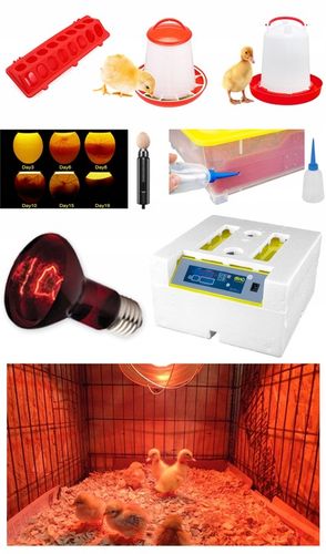 Kompletny zestaw INKUBATOR AUTOMATYCZNY DINO do 56 JAJ DROBIU Różne GATUNKI na Arena.pl