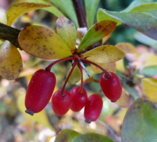 BERBERYS THUNBERGA Bagatelle - sadzonki w don. !!! na Arena.pl