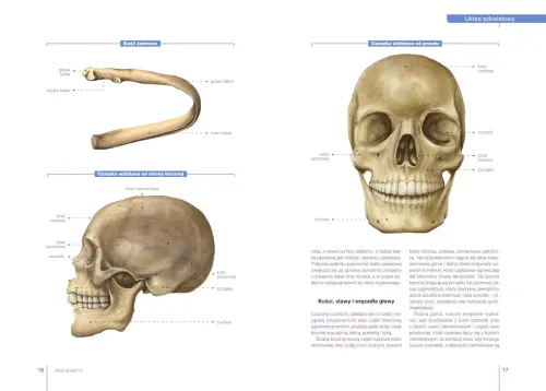 Atlas anatomii na Arena.pl