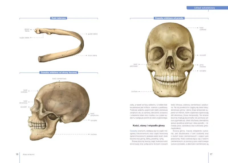 Atlas anatomii zdjęcie 2
