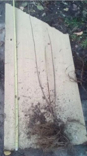 JAŚMINOWIEC zapach dawnych lat  - sadzonki 50 / 80 cm na Arena.pl