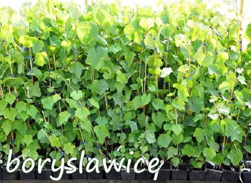Winorośl 'Agat Doński' (Vitis) w doniczkach P9, wysokość 60-80 cm na Arena.pl
