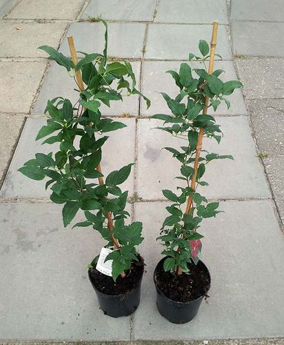 Powojnik Clematis Red Star C2 E na Arena.pl