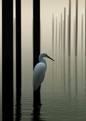 Plakat 50x70cm Mgiełka na Wodzie