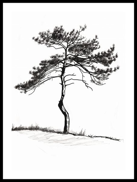 Plakat 39,5x55cm Samotna Sosna zdjęcie 3