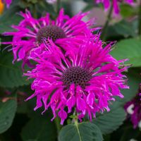 Pysznogłówka ogrodowa BEE-FREE Monarda Purpurowa Miododajna Sadzonki P11