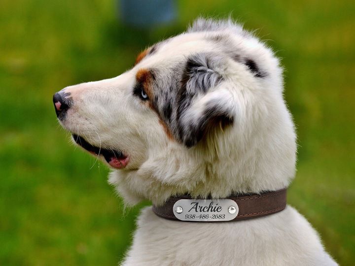 Obroża dla psa z identyfikatorem DBrown rozmiar M zdjęcie 6