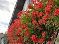 10 szt. Pelargonia bluszczolistna zwisająca czerwona sadzonki