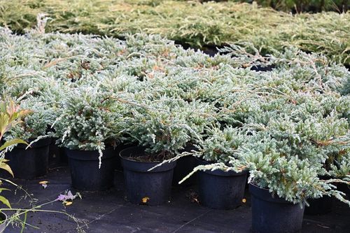 Jałowiec łuskowy Blue Carpet - Juniperus squamata na Arena.pl