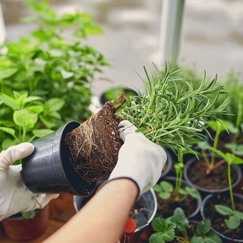 Włókno kokosowe 5kg - TORF W KOSTCE brykiet 60L podłoże kokosowe do na Arena.pl