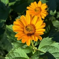 Słoneczniczek szorstki (Heliopsis helianthoides) Doniczka 2.0L