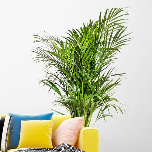PALMA AREKA (ARECA) 120 cm na Arena.pl