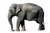 NAKLEJKA NA ŚCIANĘ naklejki psy pies koty słoń 100 cm