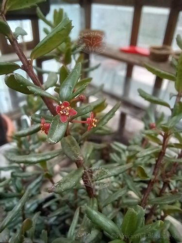 Paksistima canbyego zimozielona krzewinka okrywowa na Arena.pl