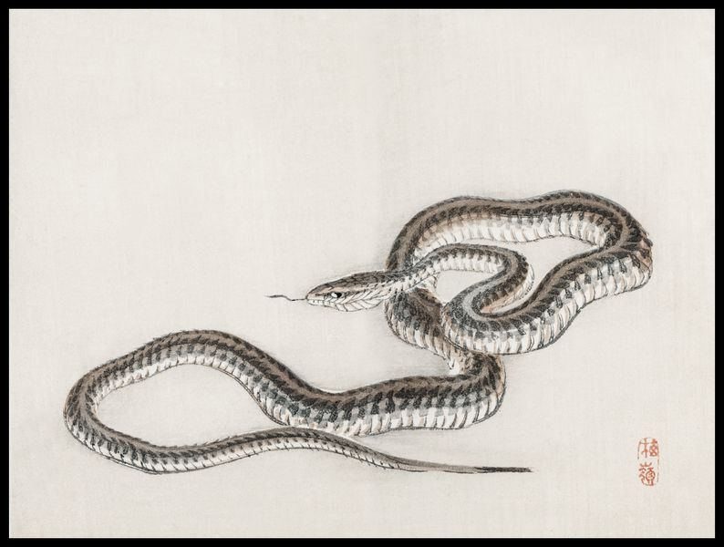 Plakat 80x60cm Snake, Kōno Bairei zdjęcie 2