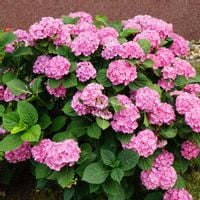 product-compare-56984823