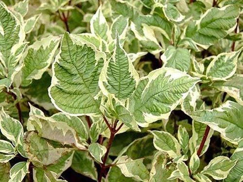 Dereń biały Elegantissima C3 na Arena.pl