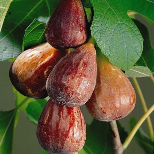 Figa figowiec sadzonki owocują 40-60cm C2 na Arena.pl