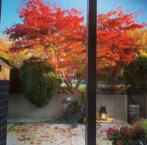 Klon Palmowy ATROPURPUREUM Sadzonka 1L na Arena.pl