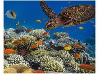 40X50CM OBRAZ PODWODNA NATURA OBRAZ