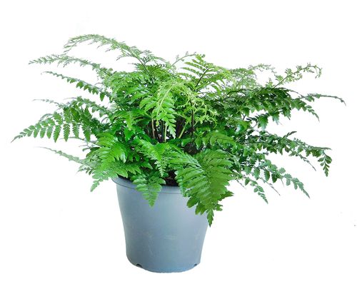 ASPLENIUM PARVATI paproć  55 cm na Arena.pl