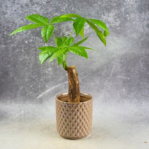 Pachira Aquatica Pachira wodna drzewko szczęścia! D9cm TYPU BONSAI na Arena.pl