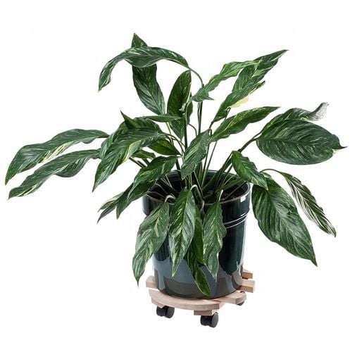 PODSTAWKA POD DONICZKĘ DONICĘ NA KÓŁKACH DREWNIANA OKRĄGŁA PODEST 30 na Arena.pl