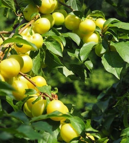 Śliwa RENKLODA ULENA polecana ODMIANA SAMOPYLNA duże PYSZNE DUŻE OWOCE na Arena.pl