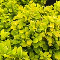 product-compare-59535967