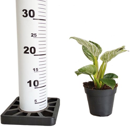 FILODENDRON  BIRKIN 20cm na Arena.pl