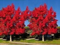 Ambrowiec balsamiczny SADZONKA