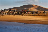 FOTOTAPETA NATURA PUSTYNIA WIELBŁĄDY WYDMY