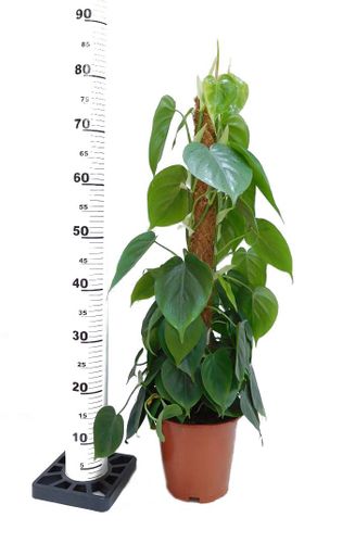 FILODENDRON SCANDENS  80 cm na Arena.pl