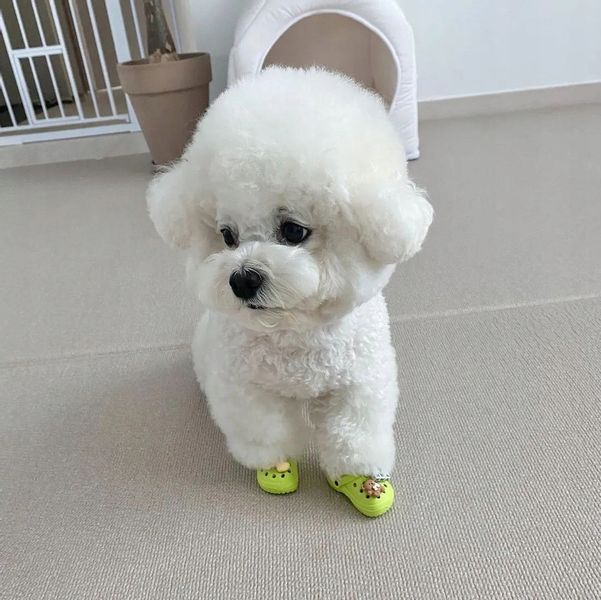 Buty KLAPKI Antypoślizgowe dla ZWIERZĄT PSÓW KOTÓW CHODAKI 1PARA NIEBIESKIE zdjęcie 13