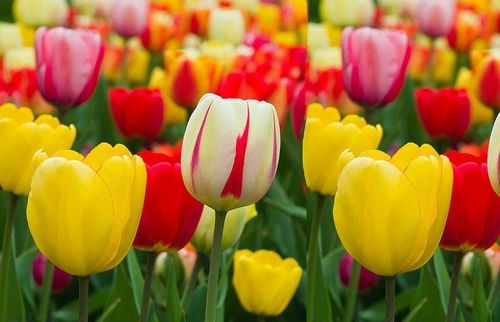 TULIPAN MIX MIESZANKA KOLORÓW cebulki 50 szt. + PREZENT na Arena.pl