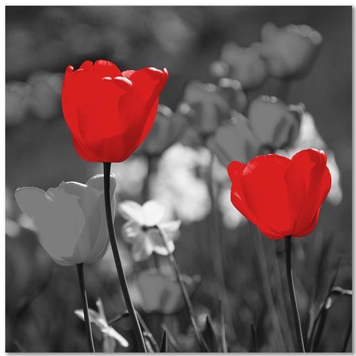Deco Panel, Czerwone tulipany w szarości 40x40 na Arena.pl