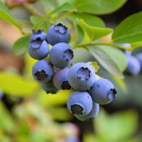 Borówka amerykańska wysoka CHANTICLEER Wczesna odmiana 3-letnie sadzonki 2L