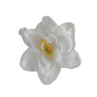 Amarylis wyrobowy 12 szt