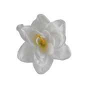 Amarylis wyrobowy 12 szt