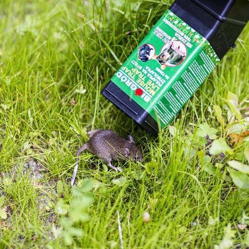 Pułapka na myszy - żywołapka zdjęcie 4