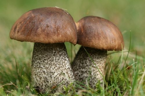 Grzybnia grzyby leśne KOŹLARZ BABKA na Arena.pl